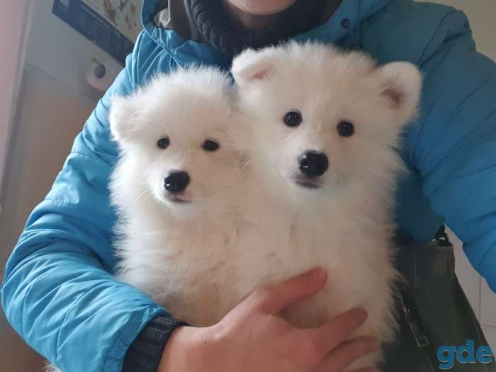 Продам щенков самоеда, фотография 1
