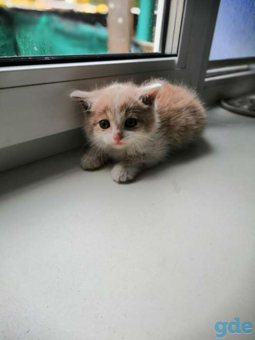 Котенок в дар, фотография 1