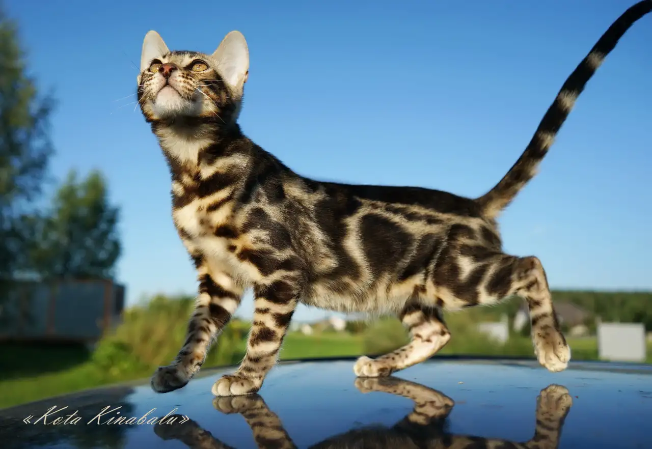 БЕНГАЛЬСКИЕ КЛУБНЫЕ КОТЯТА, фотография 4