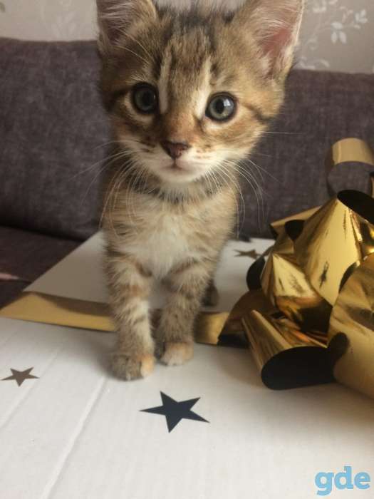 Котята в дар, фотография 2