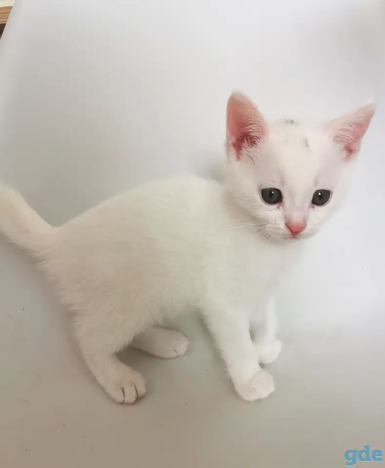 Отдам котят, кошку и кота, фотография 6