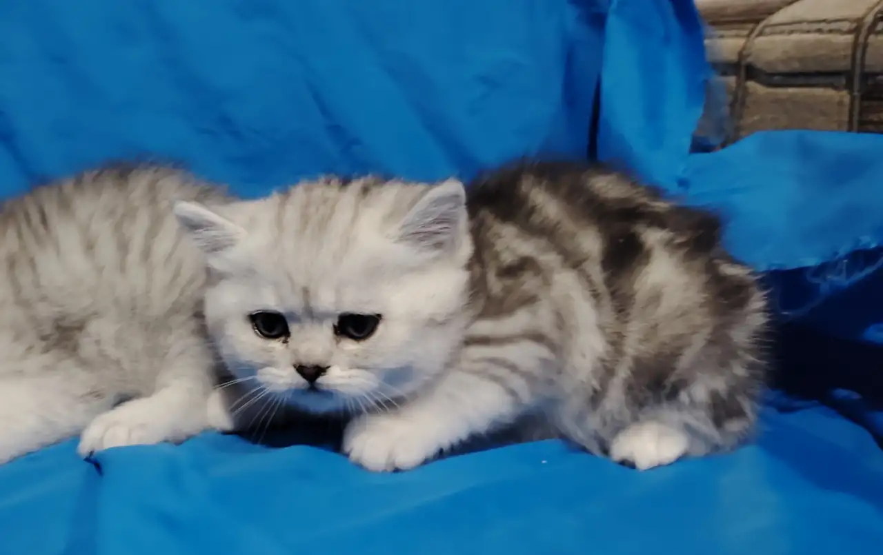 Шотландские котята., фотография 6