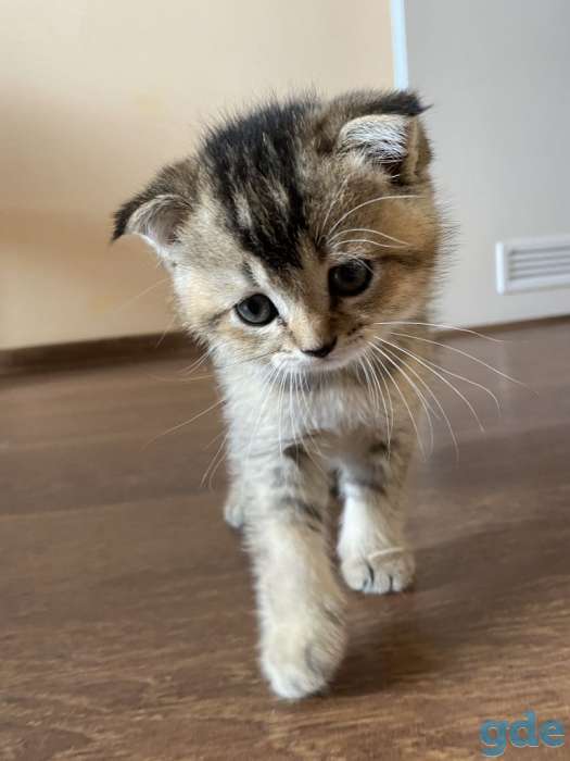 Шотландские котята, фотография 3