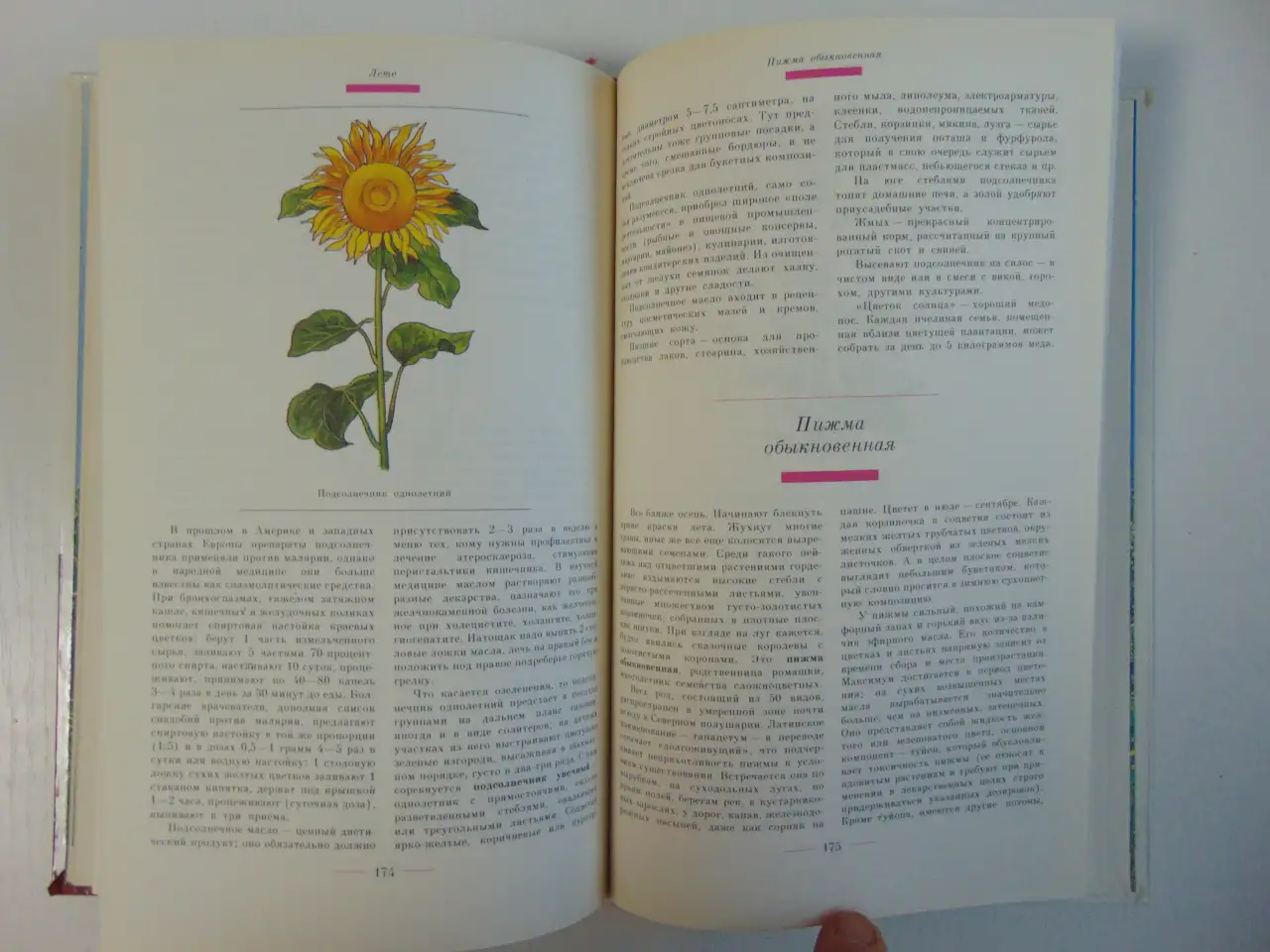 Знахарь в доме Цветы, которые лечат, фотография 11
