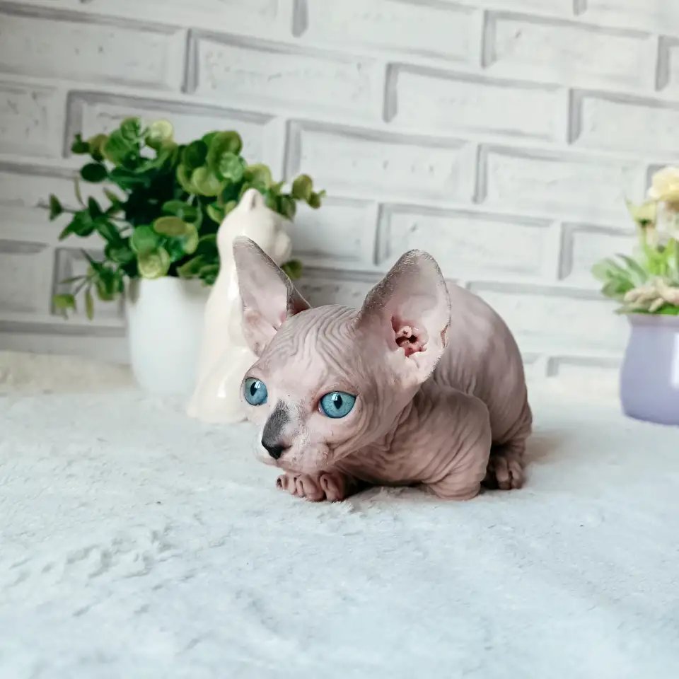 Бамбино канадский сфинкс, фотография 2