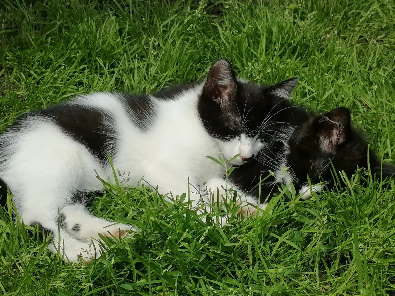 Котята ищут дом, фотография 7