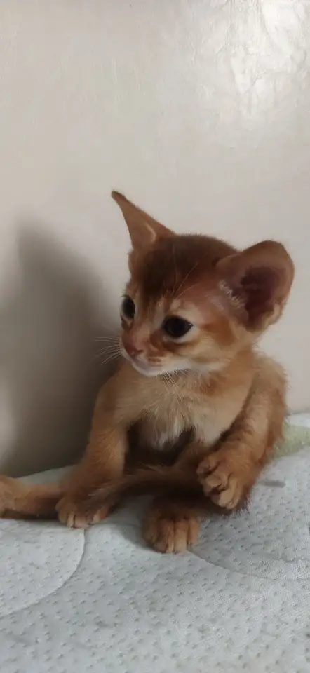 Продам котёнка абиссинской породы, фотография 2