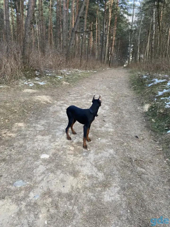 Доберман, фотография 2