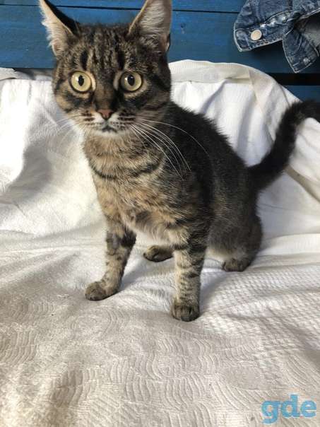 Кошечка ищет дом, фотография 2
