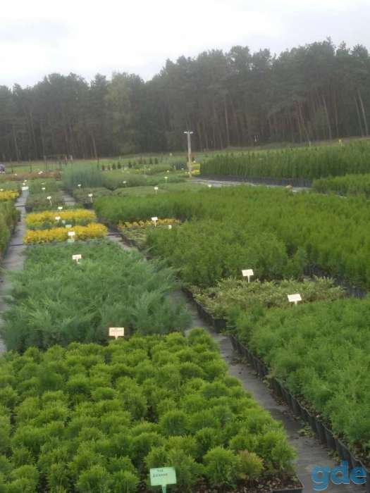 Туя западная, фотография 7