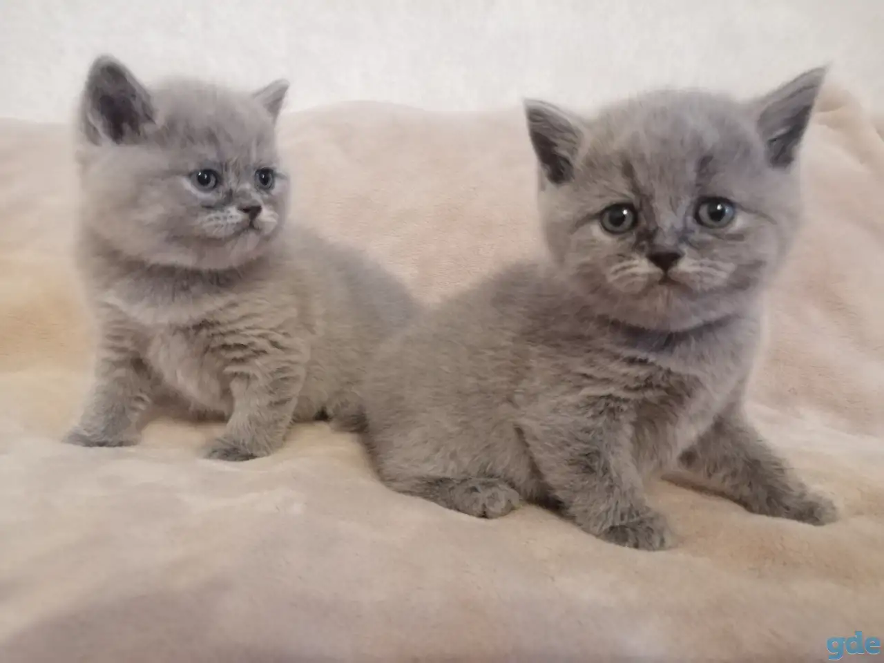 Котята Британские, фотография 8