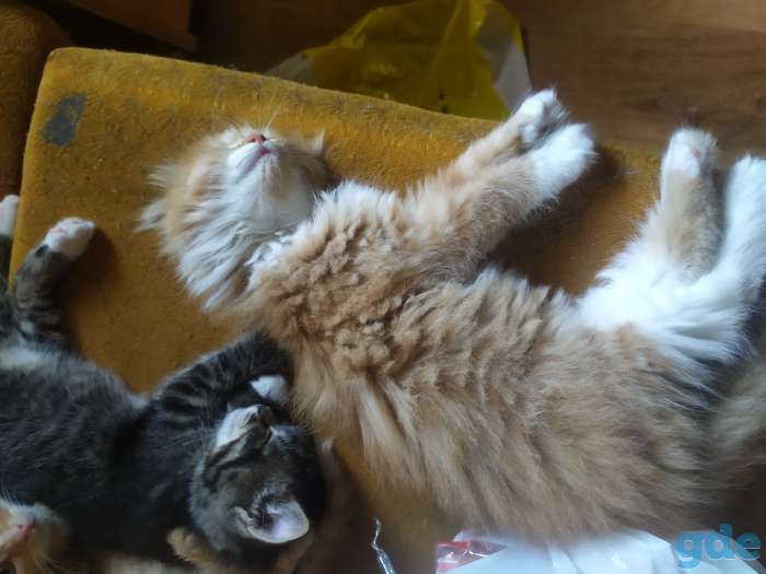 Котята, фотография 4