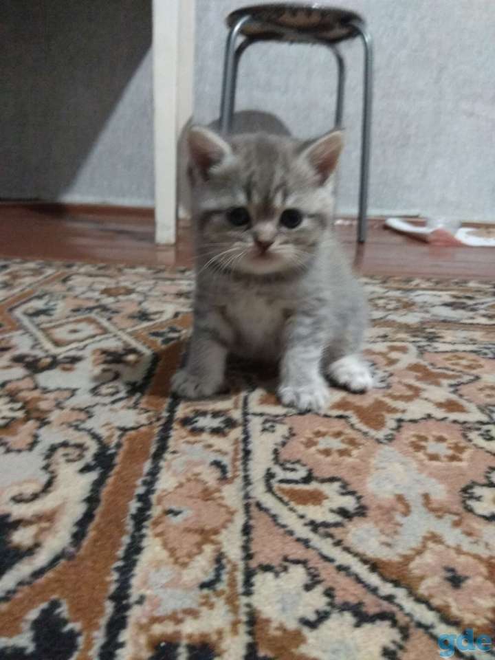 Шотландские котята, фотография 2