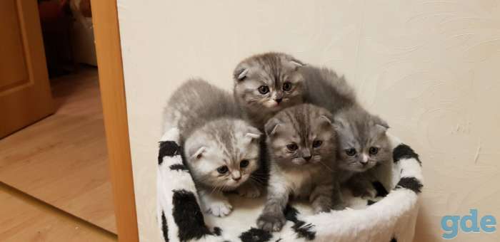 Шотландские вислоухие котята, фотография 2
