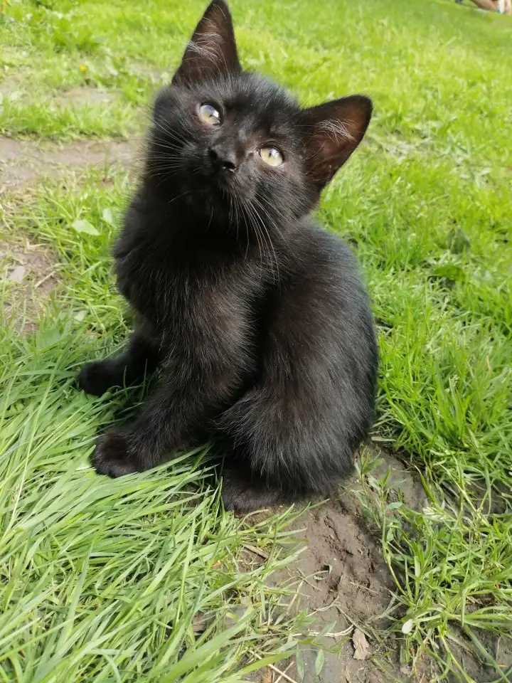 Котята ищут дом, фотография 13