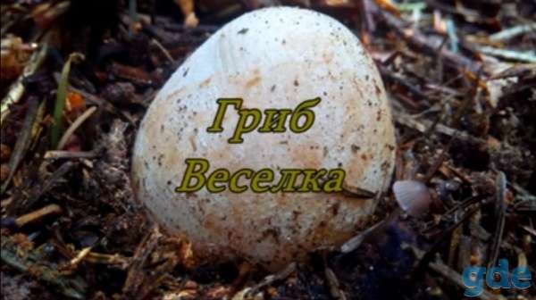 Продам гриб веселку (яйца), фотография 1