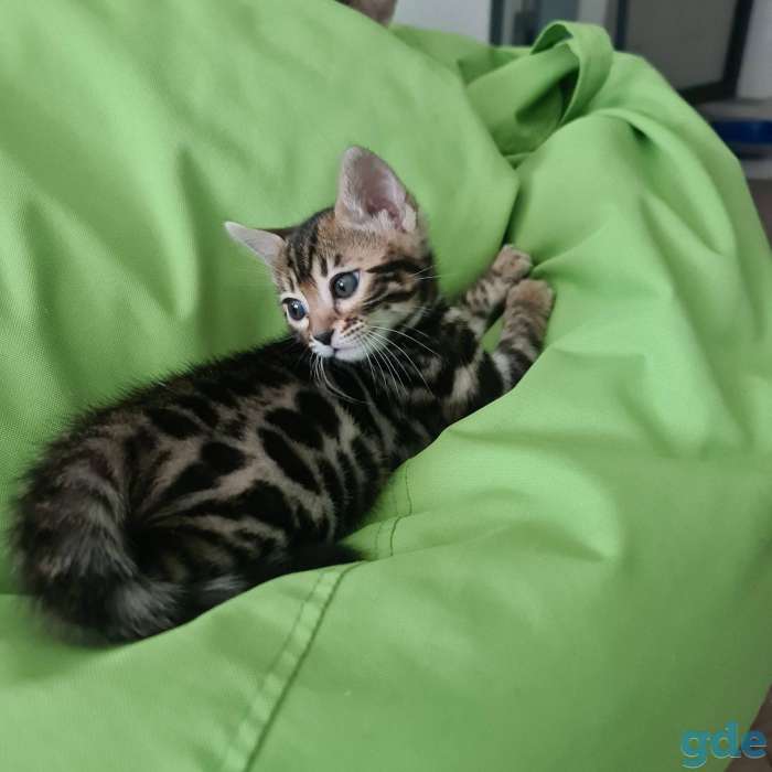Бенгальский кот вязка, фотография 7