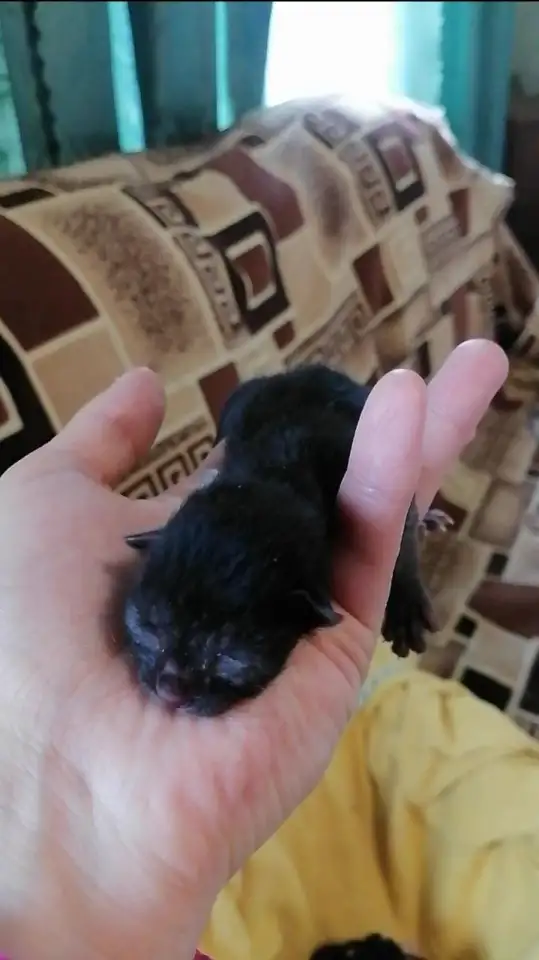 Котята в дар, фотография 2
