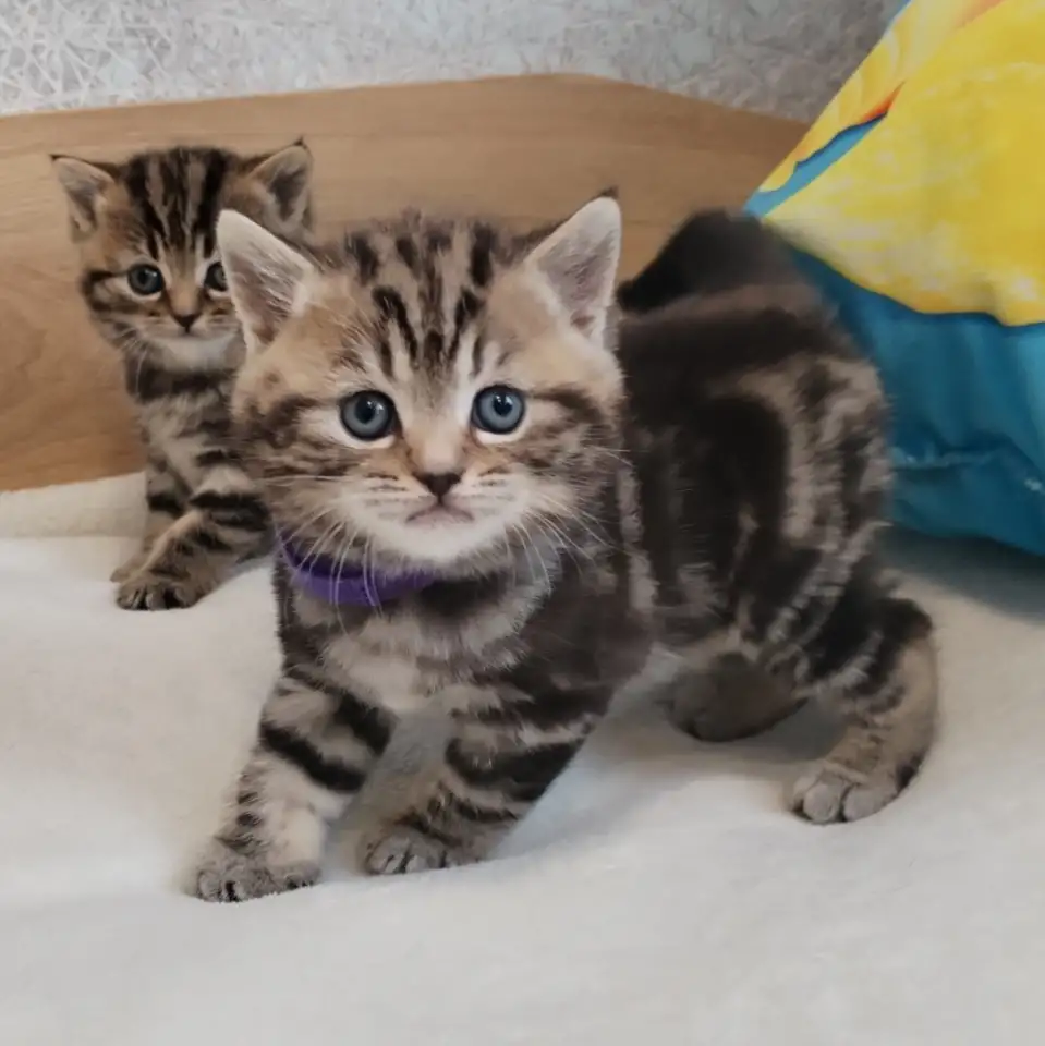 Котята шотландские., фотография 3