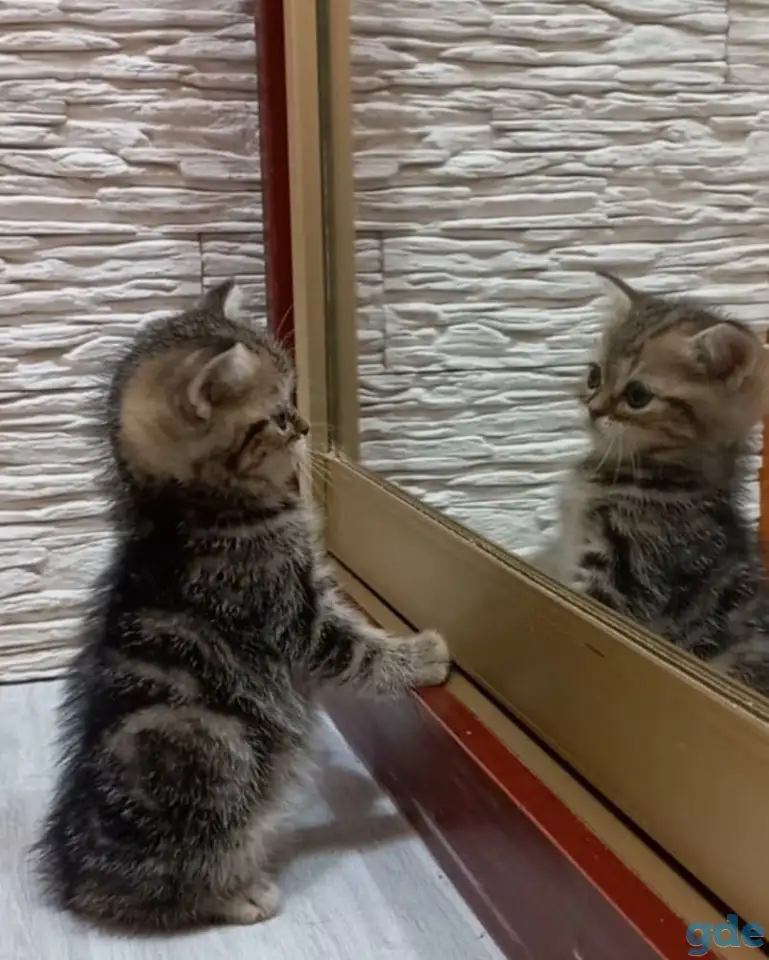 Британские котята, фотография 5