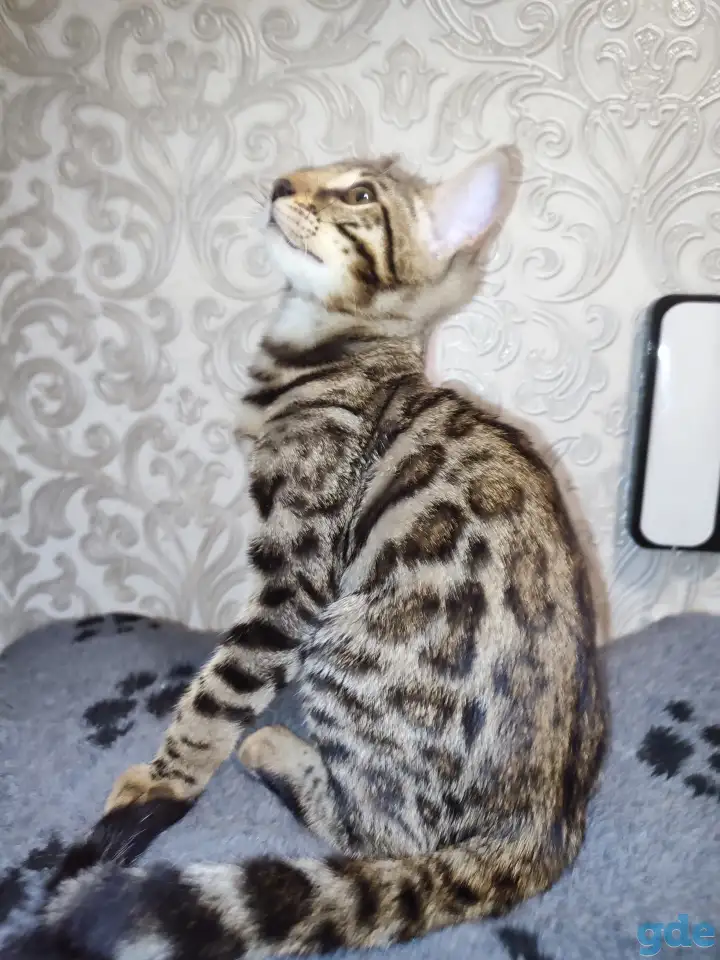 Бенгальские котята, фотография 4