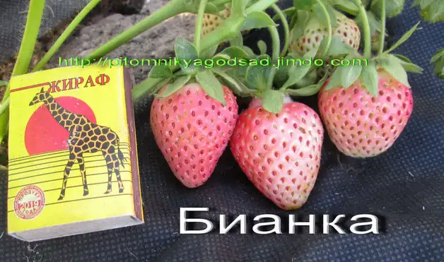 САЖЕНЦЫ КЛУБНИКИ - 50 сортов - купить  в Бресте  с питомника, фотография 20