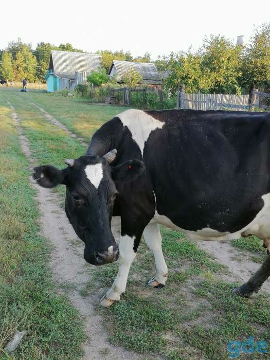 Продам корову, фотография 1