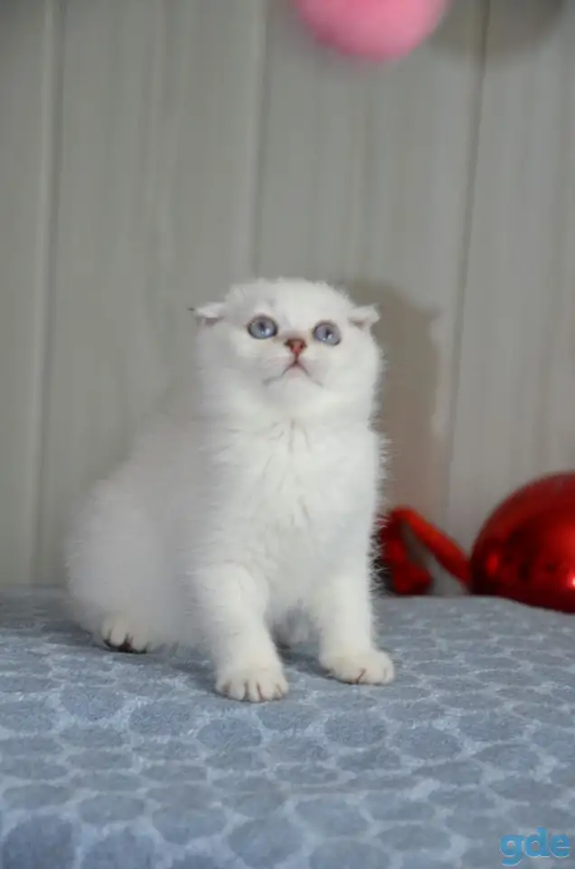 Шотландские котята, фотография 3