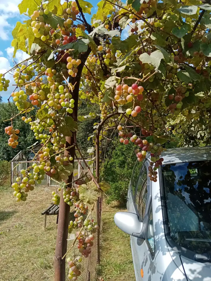 Продам дачу, С Т Химик азот, фотография 9