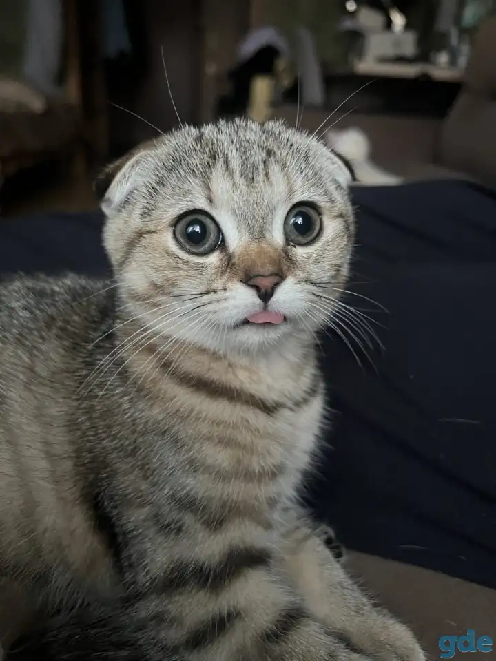 Шотландские котята, фотография 1