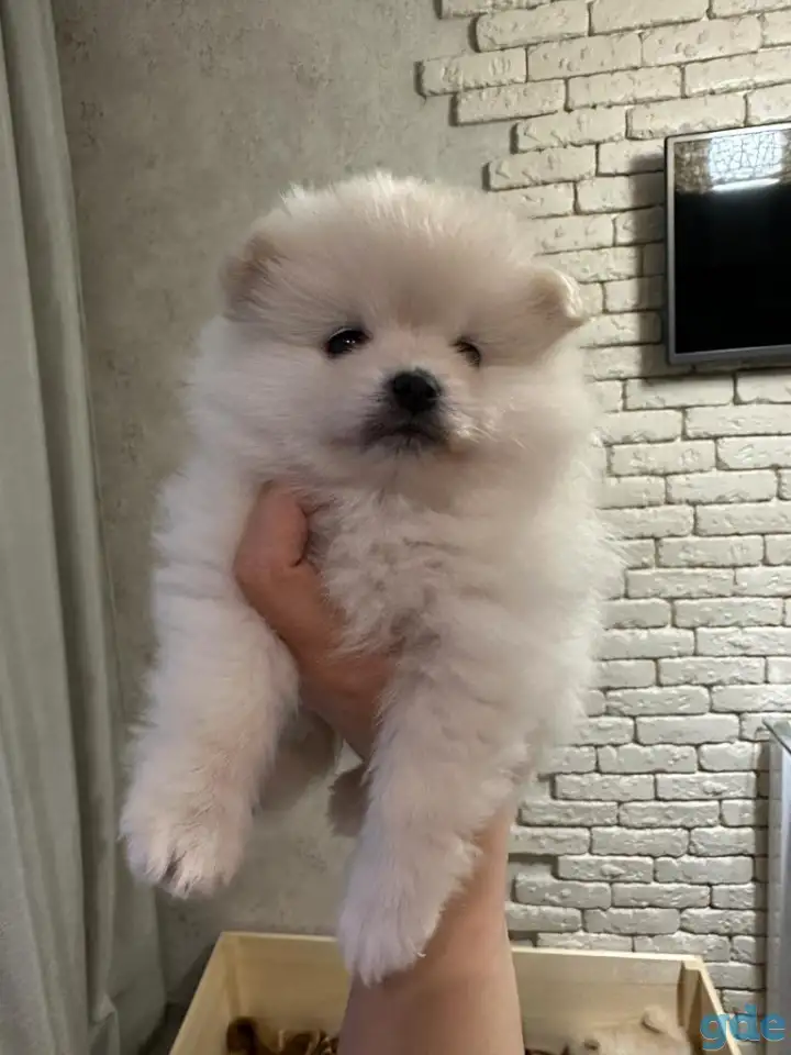Продажа щенка, фотография 2