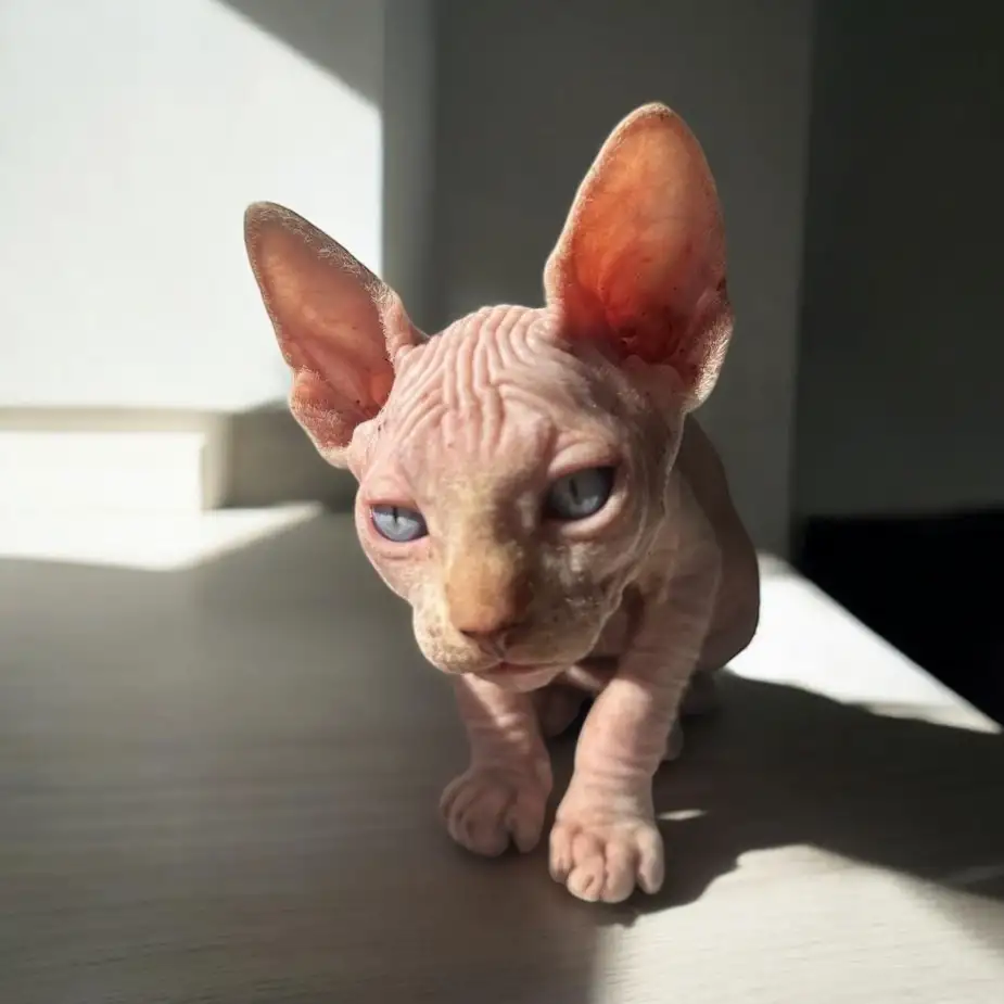 Котята канадского сфинкса, фотография 2