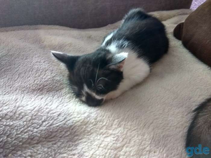 Милый котик в дар, фотография 3