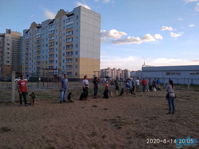 Дрессировка собак в Барановичах, фотография 5