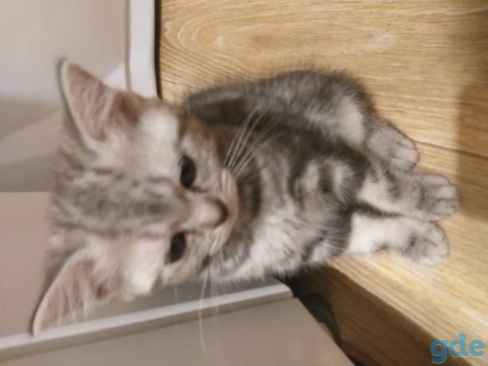 Продам котят, фотография 3