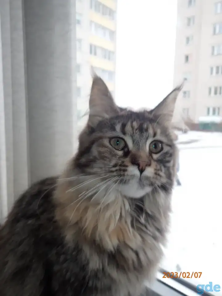 Мейн Кун, фотография 3