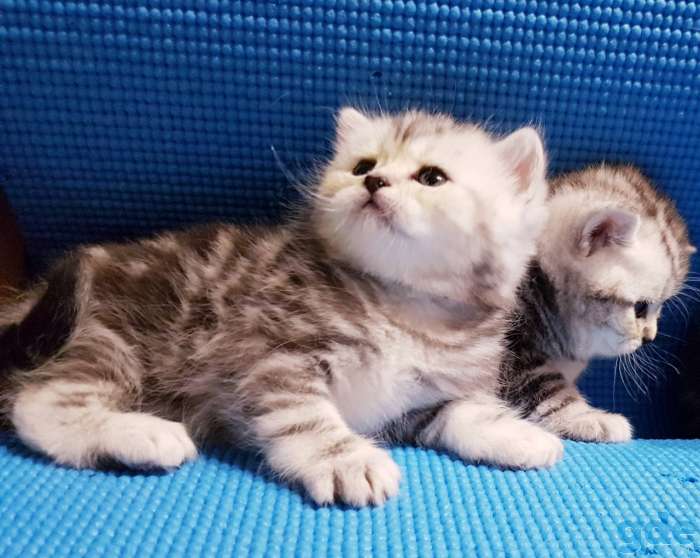 Шикарные, котята,от титулованных,родителей!, фотография 8