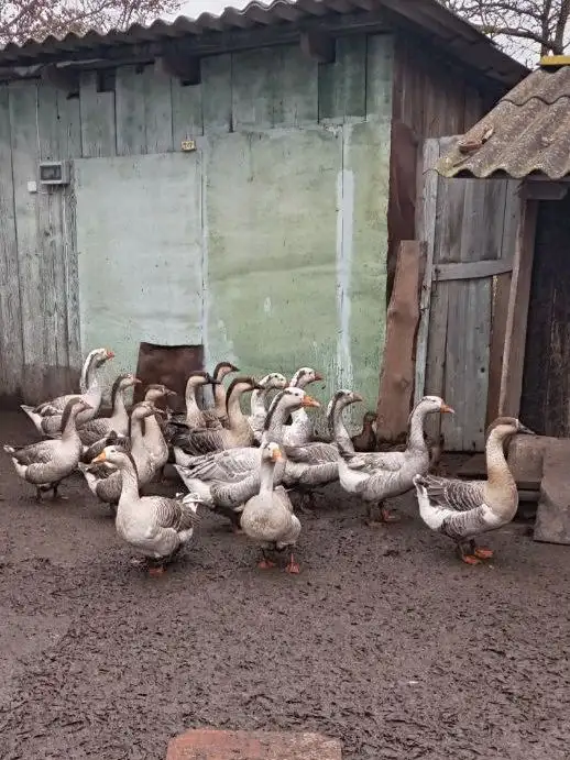 Продам молодняк гусей, фотография 3