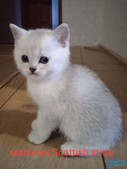 Котята серебристые шиншиллы, фотография 1