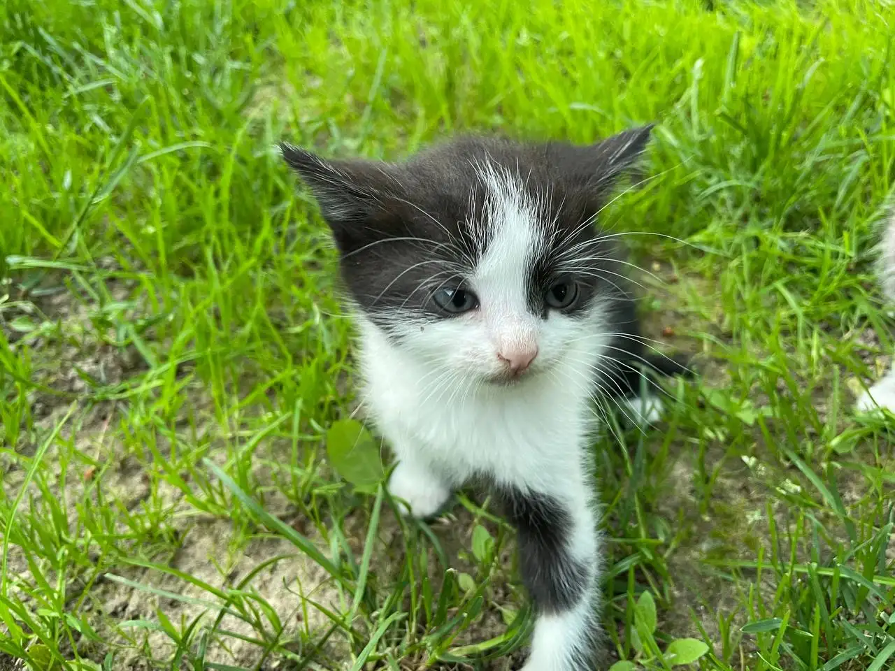 Котята в хорошие руки, фотография 6