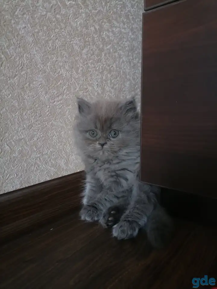 Британские котята, фотография 3