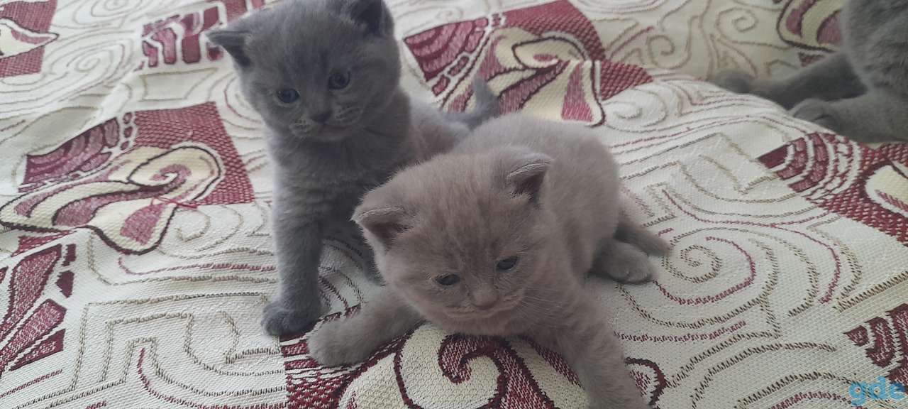 Британские котята, фотография 3