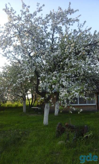 продам дачу, вилейски район деревня новоселки, фотография 4