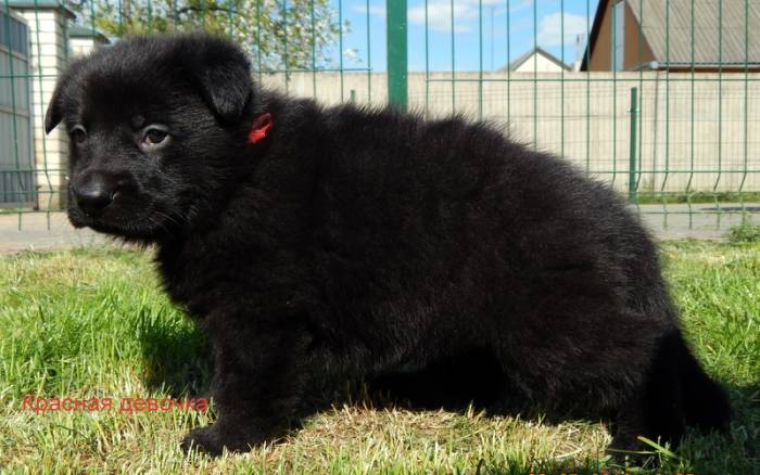 Продаются щенки чёрной немецкой овчарки, фотография 8