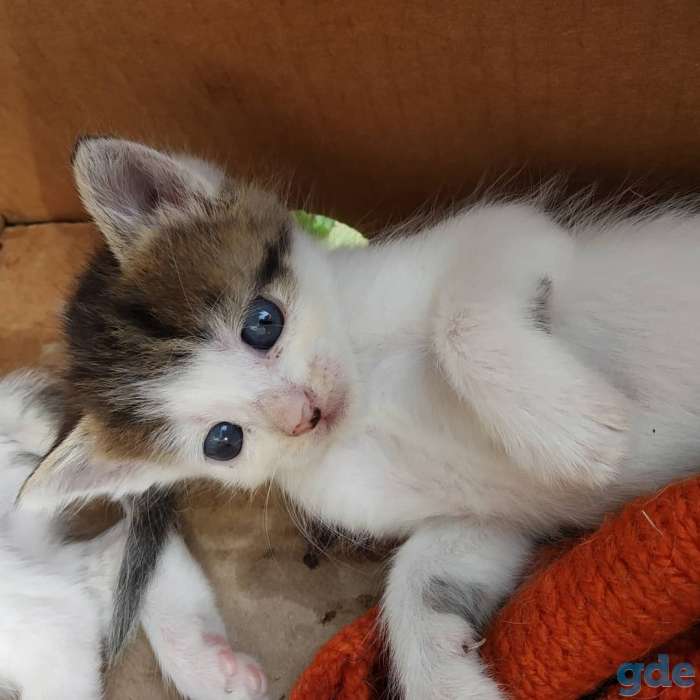 Котята в добрые руки, фотография 5