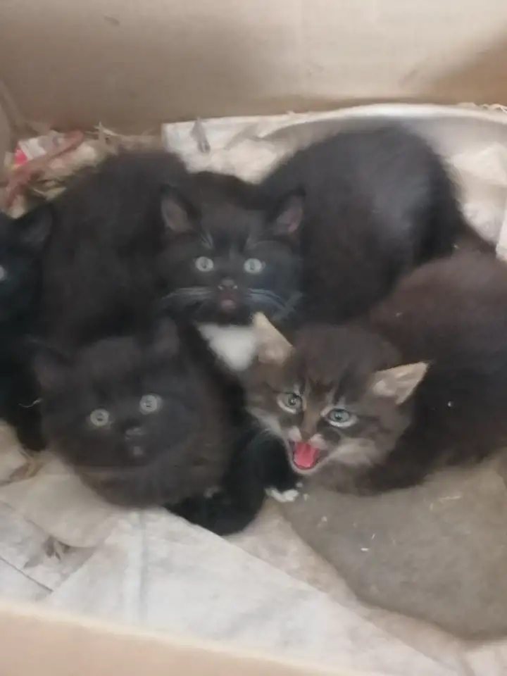Отдам котят в добрые руки, фотография 1