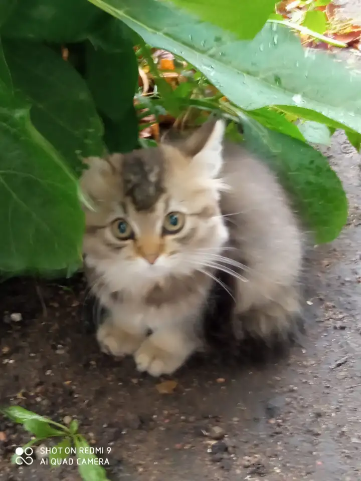 Нежный котенок Лёва ищет дом!, фотография 5