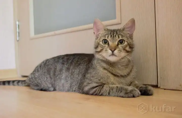 Полосатый котенок Лёлик спасен с улицы и ищет дом и любящую семью!, фотография 1
