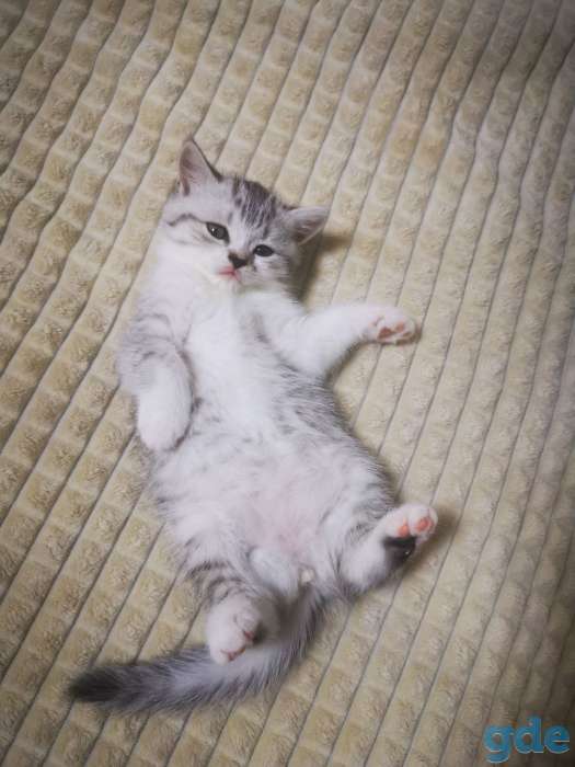 Шотландская кошечка, фотография 4
