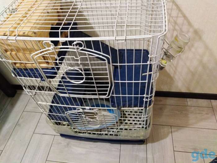 Продам шиншиллу с клеткой, фотография 2